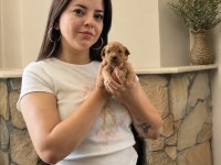 Tüm Türkiyeye Safkan Toy Poodle Yavru