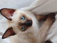 3 Aylık Safkan Siyam Dişi Yavru