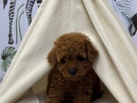 Kore Kan Poodle Bebekler