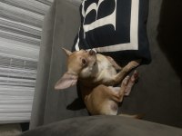 Chihuahua elma kafa
