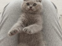 Lilac özel renk dişi scottish fold