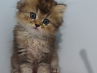 British longhair golden