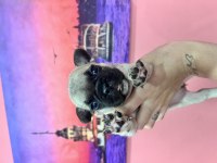 Fransız bulldog bebeklerim