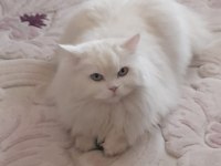 British longhair kızımıza güzel bir yuva arıyoruz