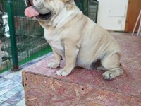 ORJİNAL İRK YETİŞKİN INGILIZ BULLDOG