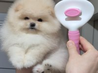 Üst kalite orijinal ırk AYI surat pomeranian boo DİŞİ