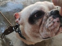 Dişili erkekli french Bulldog 1.5 yaşlarında