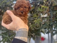 Red Brown Kore Poodle Yavrularımız