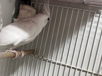 Albino SULTAN PAPAĞANI 1 yaşında Dişi