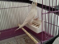 Albino kırmızı göz yavru sultan uygundur