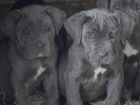 Cane Corso Köpekler