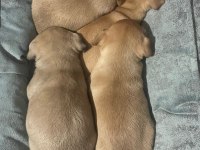 Yeni pinscher bebekler sahiplerini arıyor