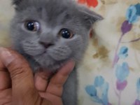 Safkan minnoş oğlumuz scottish fold