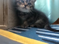 2 aylık British Shorthair