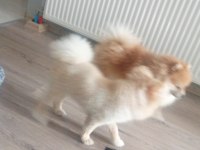 Asil oğlumu veriyorum pomeranian boo