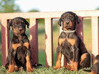 Doberman yavrular