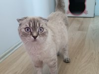 Scottish fold silver