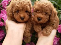 Toy Poodle Yavruları