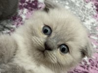 Turgutlu Erkek 2 Aylık Scottish Fold Blue Point