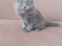 British Longhair Orjinal Kedimiz