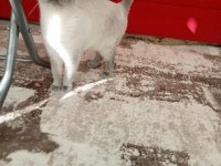 British shorthair Blue point