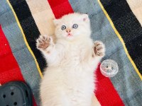 Top kafa maviş göz scottish fold
