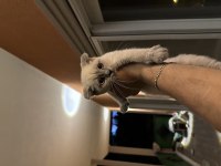 Acil çok uyguna british shorthair