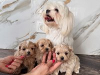 Maltipoo En Mini Boy Yavrularımız