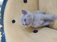 British shorthair tuvalet eğitimli