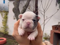 SAFKAN EGZOTİK FRENCH BULLDOG YAVRULARIM REZERVEDE