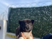 ÜST KALİTE AMERİKAN AKITA BEBEKLER