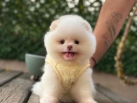 SAĞLIK VE IRK GARANTİLİ POMERANİAN KÖPEĞİ