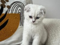 scottish fold beyaz