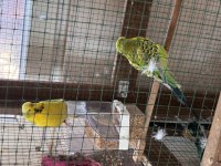 Jumbo Çift Kafesle Beraber Muhabbet Kuşlar