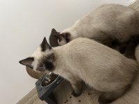 3 Aylık Siyam Kedisi Yavrular