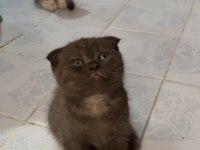 Silver ve Cinnamon Scottish Fold yavrular