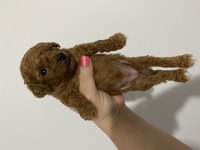 toy poodle bebekler