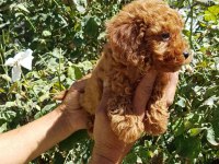 Red Brown A Kalite Orjinal Toy Poodle Yavrular