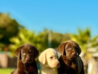 ÖZEL VE SAĞLIK IRK GARANTİLİ LABRADOR YAVRULARI 