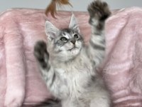 Maine coon erkek pet şecereli