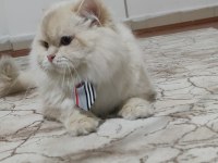 Full Şecereli British Longhair Cy1233 Yetişkin Erkek