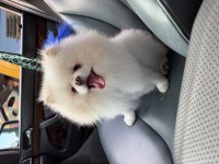 2 Yaşında Erkek Teddy Pomeranian