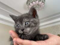 2 Aylık British Shorthair