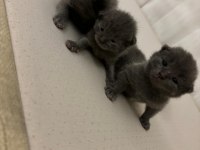 Blue point ve british shorthair