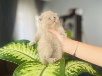 Nadir renk british shorthair yavrumuz