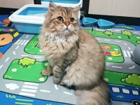 British longhair golden tabby