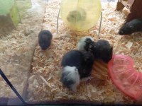 Yavru hamsterlarım