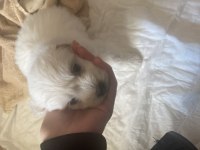 Yavru Köpeğimiz