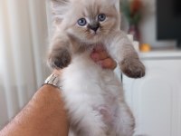 2 Aylık British Longhair Yavrular