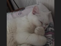 Ücretsiz british shorthair kedimiz